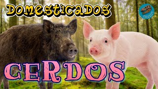 Domesticados CERDOS ¿Dónde y cuándo se domesticaron estos animales [upl. by Monreal208]