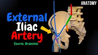 External Iliac Artery Scheme Course Branches  Anatomy [upl. by Enaht212]