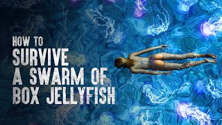 How to Survive a Swarm of Box Jellyfish [upl. by Ashien]