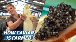 How Russian Sturgeon Caviar Is Farmed and Processed — How To Make It [upl. by Asital]