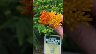 Asclepias tuberosa Hello Yellow [upl. by Alekim819]