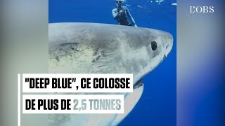 Voici le plus grand requin blanc jamais filmé [upl. by Ellehs]