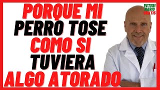 Porque mi Perro TOSE Mucho como si Tuviera algo ATORADO en la Garganta 🔴 y Tiene ARCADAS 🔴 Vomita [upl. by Icak]