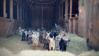 Epic Running of the Goats SunflowerFarmCreamery [upl. by Eniowtna]