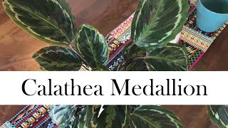 Calathea Medallion Addys Tips for Beginners [upl. by Pruchno]