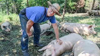 Joel Salatins SECRETS to raising PIGS for LAND REGENERATION amp PROFIT [upl. by Ehtiaf]