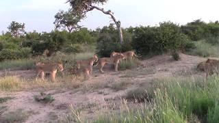 Lionesses protecting cubs [upl. by Kcirdneh857]