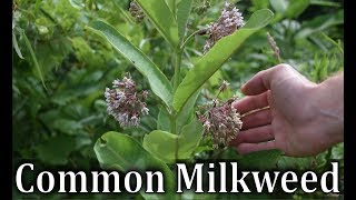 How To Identify Common Milkweed  Asclepias syriaca [upl. by Llednil]