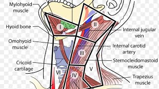 Level of Cervical Lymphnode amp Triangle of Neck [upl. by Freyah]