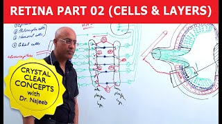 Retina  Cells and Layers  Part 2 [upl. by Wilser]