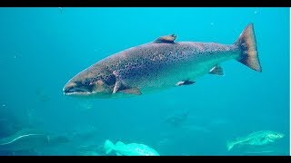 Facts The Atlantic Salmon [upl. by Svirad535]