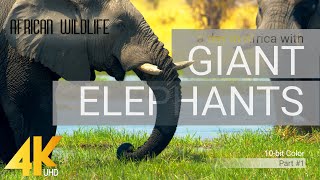 4K African Wildlife ELEPHANTS Part 1  A day in Africa with Giant Elephants  10bit Color [upl. by Laurel297]