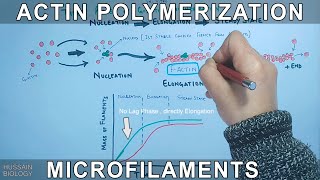 Actin Polymerization  GActins [upl. by Navannod976]