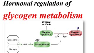 Glycogen metabolism regulation [upl. by Iuqcaj]