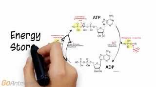 ATP Phosphocreatine System Overview V20 [upl. by Alithea]