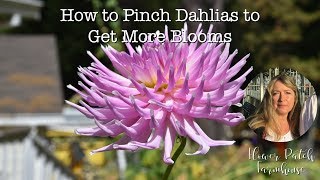 How to Pinch Dahlias to Get More Blooms [upl. by Karola]