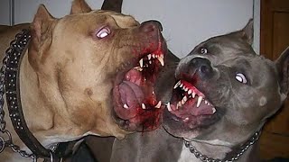 TOP 5 VIDEOS DE PELEAS DE PERROS CAPTADO EN CAMARA [upl. by Adnovahs232]