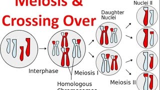 Meiosis amp Crossing Over [upl. by Zalucki667]