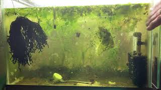 Scuds Daphnia Cherry Shrimp Copepods My aquatic food culture [upl. by Secor424]