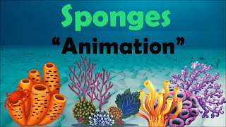 SPONGES  Biology Animation [upl. by Orestes531]