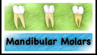 Mandibular Molars [upl. by Hal]