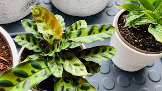 Calathea Plants Propagating Planting amp Easy Care Tips  Natural Rooting Hormone [upl. by Keeryt626]