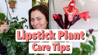 Lipstick Plant Care Tips amp Tricks  Lipstick Aeschynanthus Houseplant Care [upl. by Ainer155]