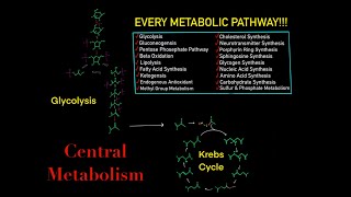 EVERY SINGLE METABOLIC PATHWAY YOU NEED TO KNOW FOR BIOCHEMISTRY MCAT IN 30 MINUTES [upl. by Moser]