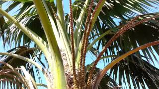 Kentia Palm  Howea forsteriana  Thatch Palmier HD 01 [upl. by Neeruan]