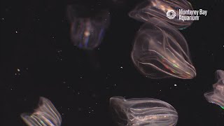 Cracking The Code of Comb Jelly Culture [upl. by Yxel]