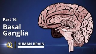 Basal Ganglia  Human Brain Series  Part 16 [upl. by Trepur]