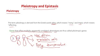 Pleiotropy and epistasis [upl. by Eyde]