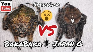 JAPAN vs BAKABAKA Salpukan ng mga Higanteng Gagamba Monster Spider Fight [upl. by Enylrac]