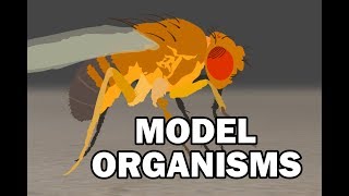 MODEL ORGANISMS [upl. by Colp330]