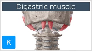 Digastric muscle  Origin Insertion Innervation amp Function  Anatomy  Kenhub [upl. by Atsirc]