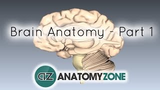 FUNCTIONAL ANATOMY OF NERVOUS SYSTEM amp BRODMANNS AREAS [upl. by Corell973]