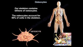 Osteocytes  Everything You Need To Know  Dr Nabil Ebraheim [upl. by Elwood849]