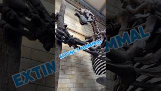 EXTINCT MAMMAL Megatherium americanum [upl. by Alix323]