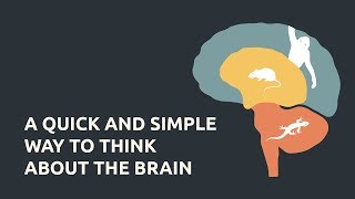 A Quick and Simple Way to Think About the Brain [upl. by Eem]