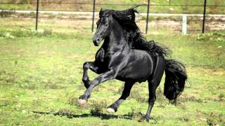 WORLD FAMOUS FRIESIAN STALLION [upl. by Doowron869]