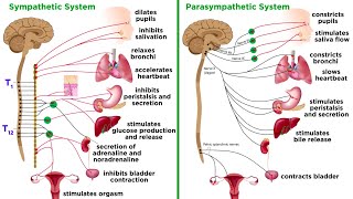 The Autonomic Nervous System Sympathetic and Parasympathetic Divisions [upl. by Phedra554]