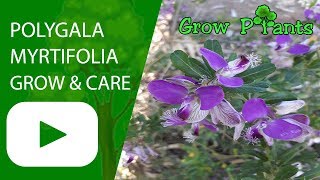 Polygala myrtifolia  grow and care [upl. by Zared]