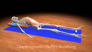 Diaphragmatic Belly Breathing [upl. by Eve]