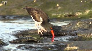 An American Oystercatcher foraging [upl. by Oneida]