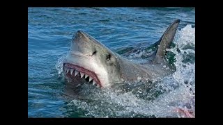 La vie des requins documentaire HD complet en français  YouTube HD documentary Channel [upl. by Kisor]