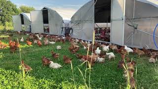 Beyond Organic Pasture Chicken [upl. by Thomas]