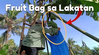 LAKATAN FARMING Fruit Bagging Ng Lakatan [upl. by Poland]