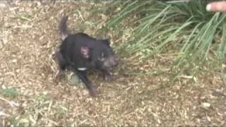 Tasmanian Devil screaming [upl. by Bacchus]