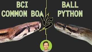 Ball Python vs Common Boa BCI  Head To Head [upl. by Januisz]