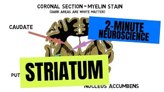 2Minute Neuroscience Striatum [upl. by Azne]